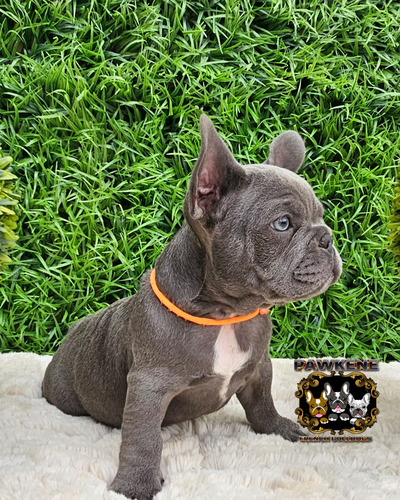 Image of french male bulldog 2